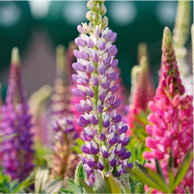 Lupina Pixie Delight směs barev - Vlčí Bob Hartwegův - Lupinus hartwegii - semena lupiny - 15 ks