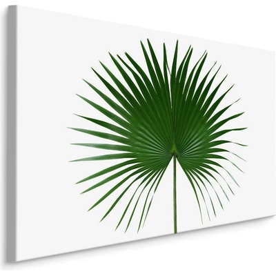 MyBestHome BOX Plátno Zelený List Na Bílém Pozadí Varianta: 100x70