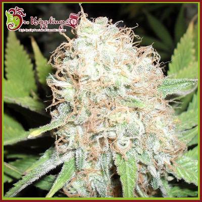 Dr. Krippling Seeds Bud Bud Bling Tingz semena neobsahují THC 1 ks