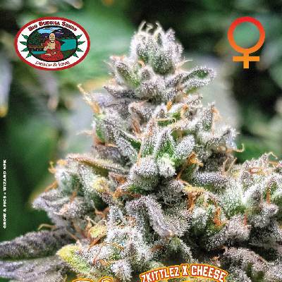 Big Buddha Seeds Cheese Puffs Semienka neobsahujú THC 5 ks