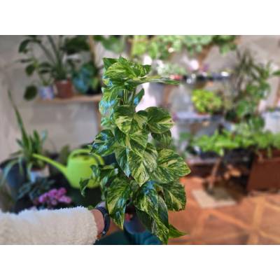 Epipremnum Aureum XXL