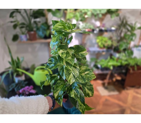 Epipremnum Aureum XXL
