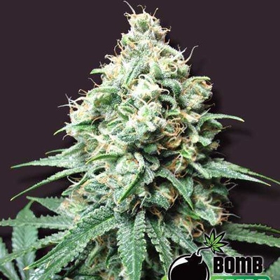 Bomb Seeds Kush Bomb Senena neobsahují THC 10 ks