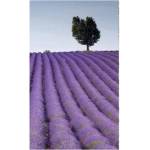 DIMEX ART Флизелинов фототапет лавандулово поле 150 x 250 см