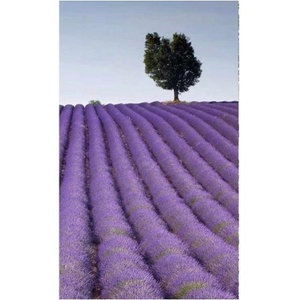 DIMEX ART Флизелинов фототапет лавандулово поле 150 x 250 см