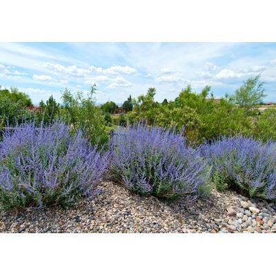 levandule-online.cz Perovskia atriplicifolia " Lacey Blue " - Perovskie lebedolistá