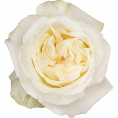 Bílá růže CHIC WHITE! 40 cm (L)