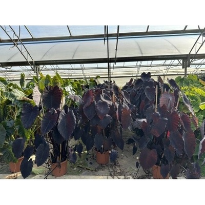 Kolokázia jedlá (Colocasia esculenta) ´ALOHA´ - výška 80-90 cm, kont. C15L