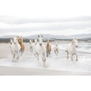 Komar 8-986 Fototapeta bílé koně 8 dílná White Horses rozměry 368 x 254 cm