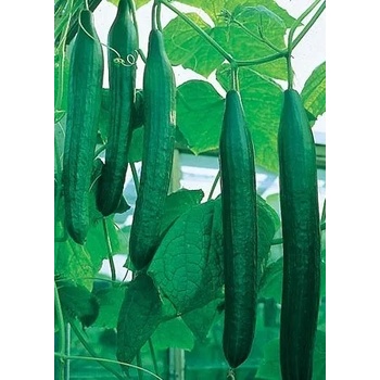 Image 1 of Краставици Палермо f1