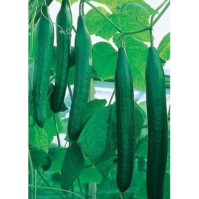 Краставици Палермо f1