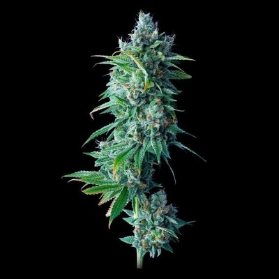 DNA Genetics 24K Gold semena neobsahují THC 5 ks
