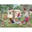 Gibsons - Puzzle Caravan Escapes - 1 000 piese
