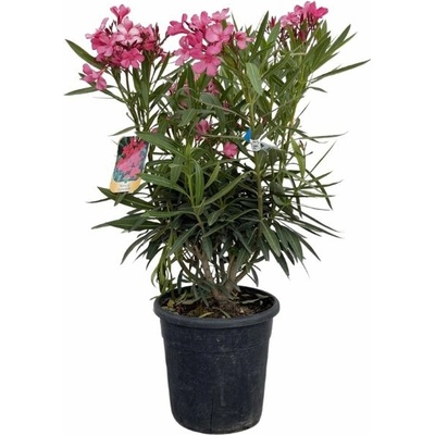 Oleander Maravenne, výška 60-80 cm, kvetinač 10 l