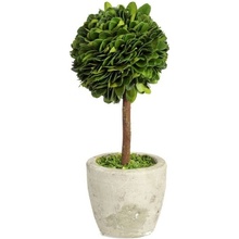 Buxus na kmínku v květináči - Ø10*24 cm