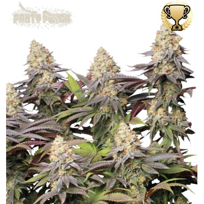 Seedstockers Superior Panty Punch semena neobsahují THC 25 ks