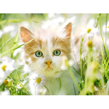 Image 1 of Norimpex - Puzzle Diamant painting: Kitten among daisies 30x40cm - 1 - 39 piese