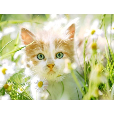 Norimpex - Puzzle Diamant painting: Kitten among daisies 30x40cm - 1 - 39 piese