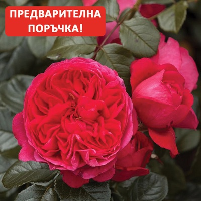 Tantau® Катерлива Роза Deep Love® - (Tantau®)
