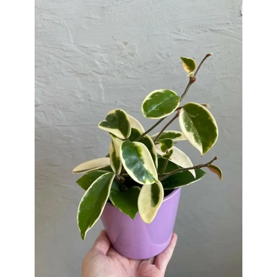 Hoya voskovka carnosa krimson queen