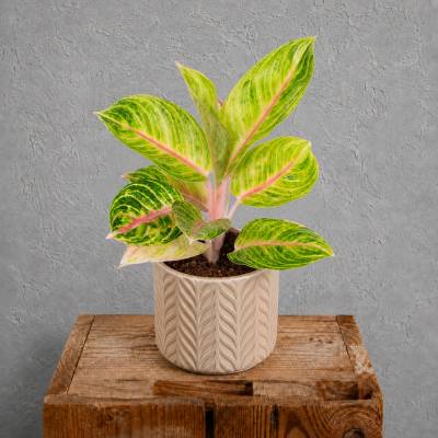 Aglaonema Rose Parakeet