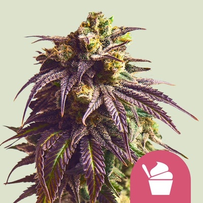 Royal Queen Seeds Sundae Driver semienka neobsahujú THC 10 ks