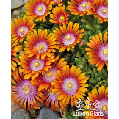 Delosperma FIRE SPINER - kosmatec