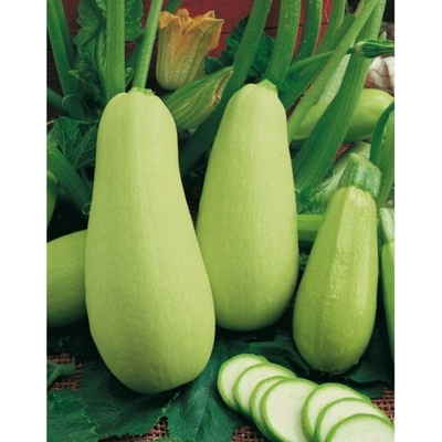 Tekvica kríčková Kveta