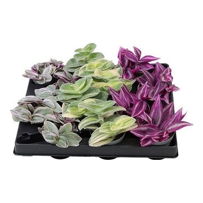 Tradescantia mix 6x10 cm