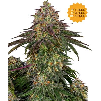Sensi Seeds Sweet Cherry Kush semienka neobsahujú THC 10 ks