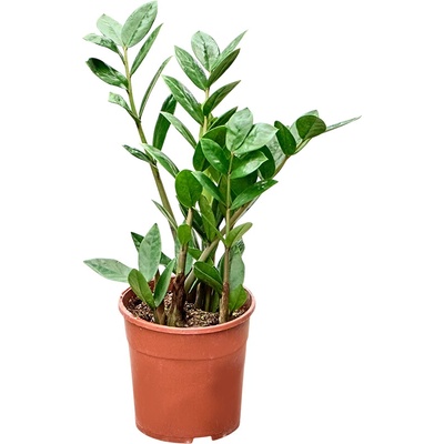 Zamioculcas zamiifolia 14x45 cm