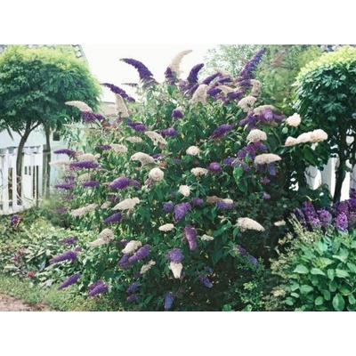 Budleja Dávidova Duo fialovobiela, výška 20-40 cm, kvetináč 17 cm