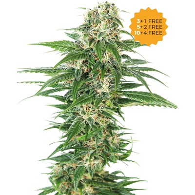 Sensi Seeds Early Skunk Automatic semienka neobsahujú THC 10 ks