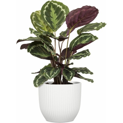 Scheurich Kvetináč Nova Chalk White - 13 cm