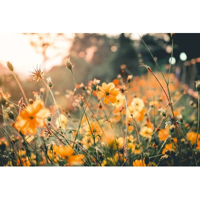 DIMEX ART Флизелинов фототапет оранжеви цветя 375 x 250 см