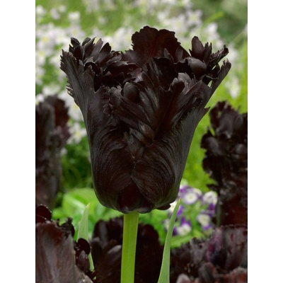 BLACK PARROT -ČERNÝ TULIPÁN Množství cibulek v jednom balení: 5 ks – Zboží Dáma