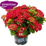 Music Collection® Red Reggae Music Collection® Хортензия Мacrophylla