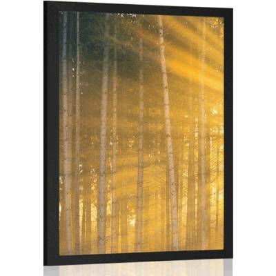Plakát slunce za stromy - 60x90 no frame