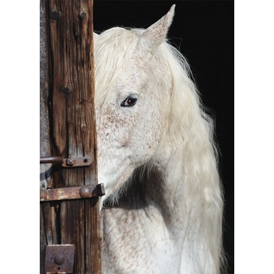Schmidt Beautiful horse 1000 dielov