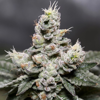 Vision Seeds Zkittlez Auto semienka neobsahujú THC 3 ks