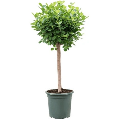 Ficus microcarpa 'Moclame' stem 30x130 cm