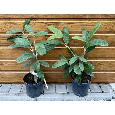 Kalina vrásčitolistá (Viburnum rhytidophyllum) veľkosť 30-60cm