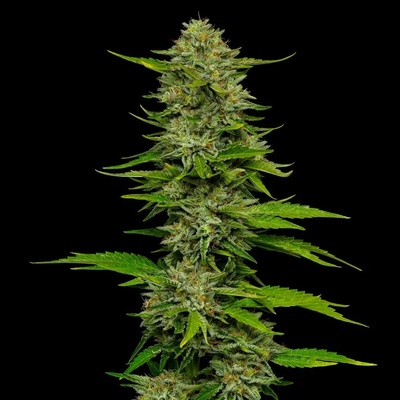 Humboldt Seed CompanyOne Love Sativa semienka neobsahujú THC 3 ks