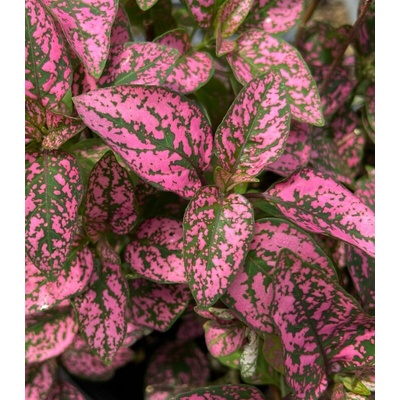 Podrostovka listoklasá Splash Select Rose - Hypoestes - prodej semen - 30 ks