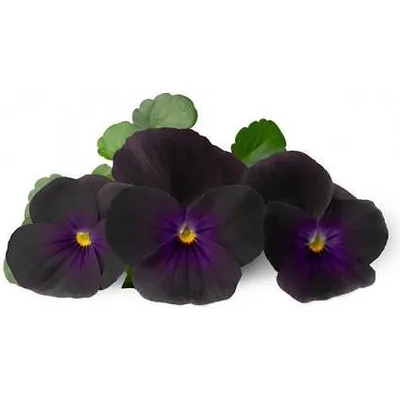 VÉritable (Франция) Пълнител (лингот) Black Pansy за настолна градина Véritable® - черна теменужка (VLIN-F5-Pen059)