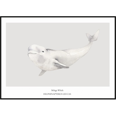 Jen tak z lásky Plakát Beluga Whale Rozměr plakátu: 40 x 50 cm