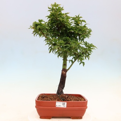 e-bonsai Venkovní bonsai -Javor dlanitolistý Acer palmatum Shishigashira
