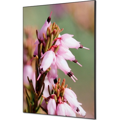 Jansen Display Textilní dekorace na zeď A1 Květy rostliny Erica, 594 x 841 mm