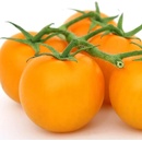 Rajče Sungold F1 - Solanum Lycopersicum - semena - 6 ks