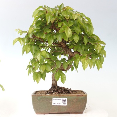 e-bonsai Venkovní bonsai -Carpinus CARPINOIDES - Habr korejský